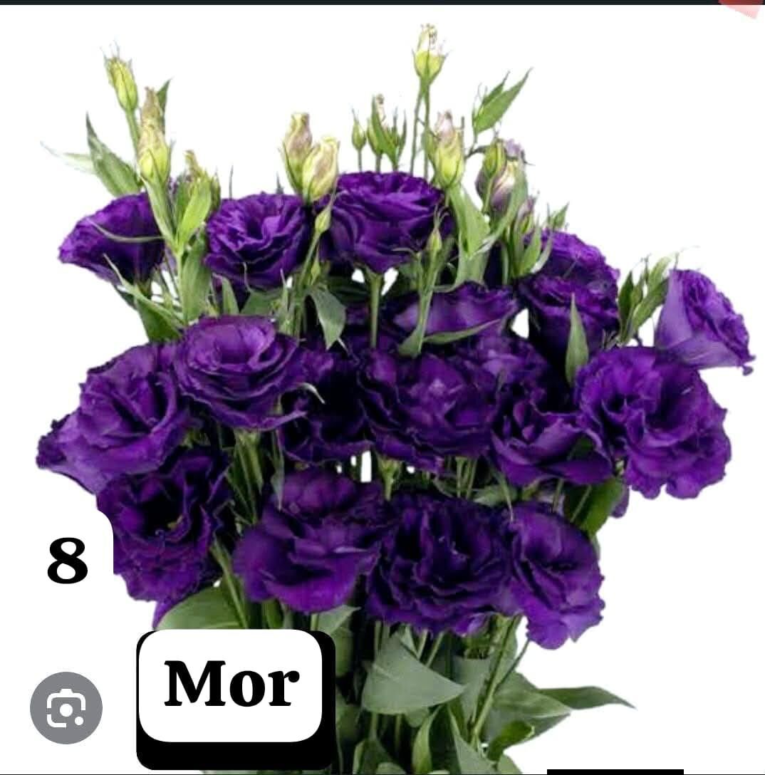 Lisianthus (Eustoma russellianum) 0-15 cm Rengi mor