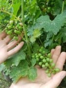 Alphonse Lavallee Üzüm Fidanı 12 Yaş Boy 150-cm den budanmış