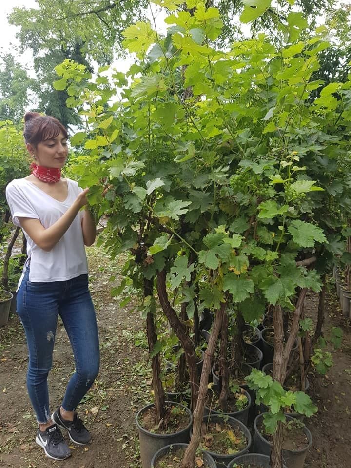 Alphonse Lavallee Üzüm Fidanı 12 Yaş Boy 150-cm den budanmış