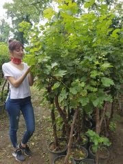 Alphonse Lavallee Üzüm Fidanı 12 Yaş Boy 150-cm den budanmış