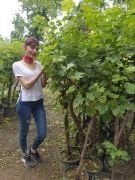 Alphonse Lavallee Üzüm Fidanı 12 Yaş Boy 150-cm den budanmış