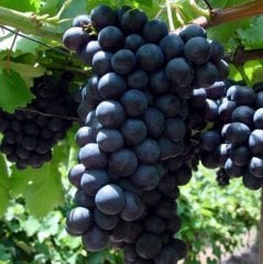 Alphonse Lavallee Üzüm Fidanı 12 Yaş Boy 150-cm den budanmış