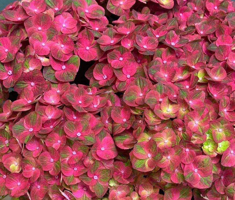 Hydrangea macrophylla ortanca fidanı Magical Fire