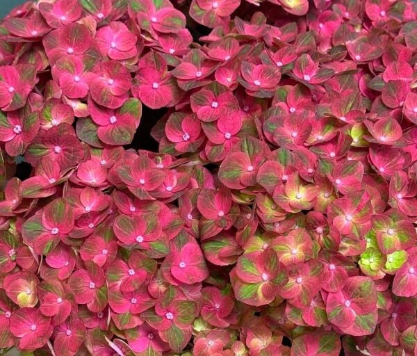 Hydrangea macrophylla ortanca fidanı Magical Fire