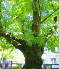 Doğu Çınarı Tohumu ( Platanus Orientalis ) 25 Adet