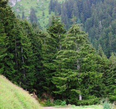 Doğu Ladini (Picea Orientalis (L.) Link.) 20 Adet Tohum