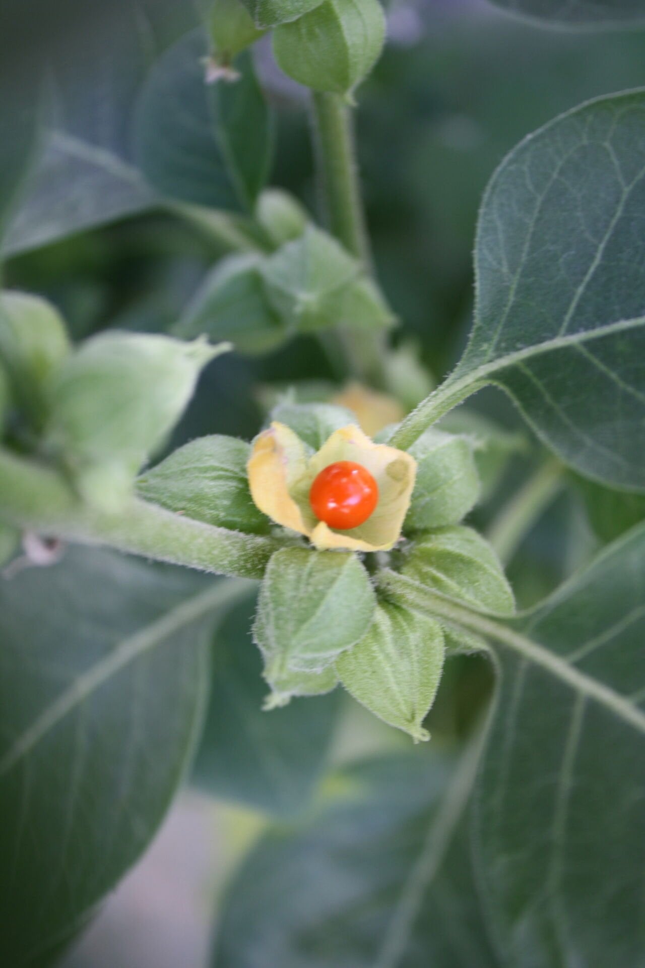 Ashwagandha- Kış Kirazı 0-20 cm
