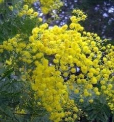 Mimoza / Gümüşi Akasya (Acaccia Dealbata) 25 Adet Tohum