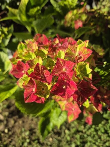 Hydrangea macrophylla ortanca fidanı Magical Fire Anaç Bitki Bol Çiçekli 80-120 cm