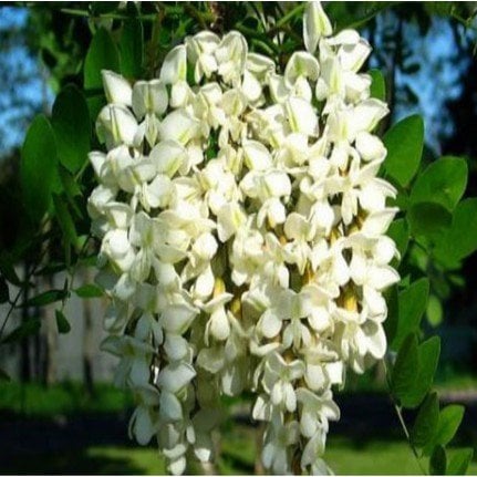 Robinia Pseudoacacia Beyaz Çiçekli Akasya 20 Adet Tohum