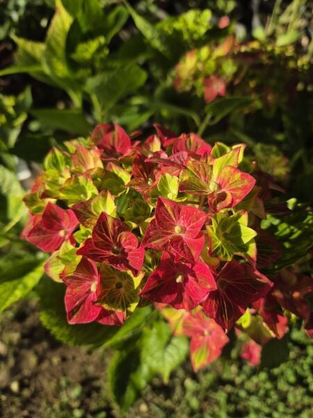 Hydrangea macrophylla ortanca fidanı Magical Fire Anaç Bitki Bol Çiçekli 80-120 cm