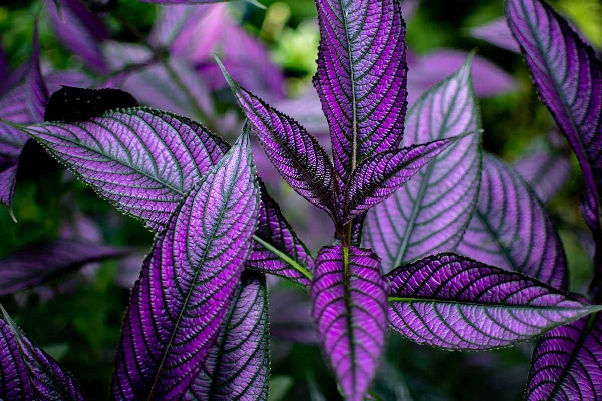 Pers Kalkanı Strobilanthes Dyerianus Fidanı