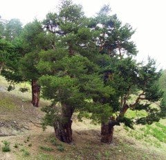 Sarı Çam (Pinus Sylvestris) 20 Adet Tohum