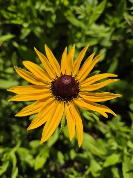 Bodur Rudbekya Güneş Şapkası Hirta-Üzeri Çiçekli