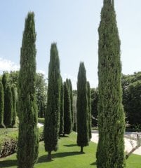 Cupressus Sempervirens Stricta Kalem Servi Tohumu 20 Adet