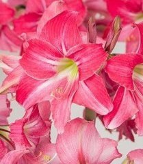 Amaryllis Neon (Ortaboy Tek Soğan)