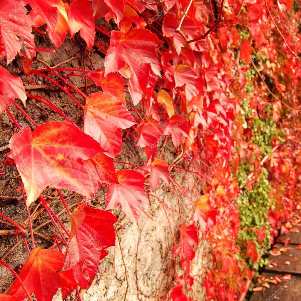 Parthenocissus quinquefolia Amerikan Sarmaşığı 20 Adet Tohum