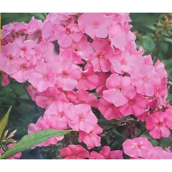 Phlox Paniculata 'Pinky Hill'