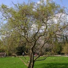 Salix Matsudana 'Tortuosa' Helezon Söğüt Fidanı 200-220 cm