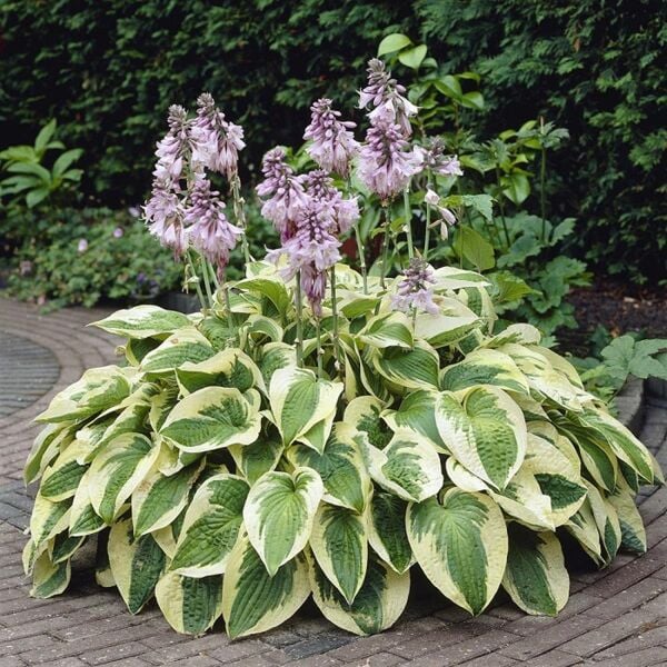 Wide Brim Hosta Süpürge Çiçeği Saksıda