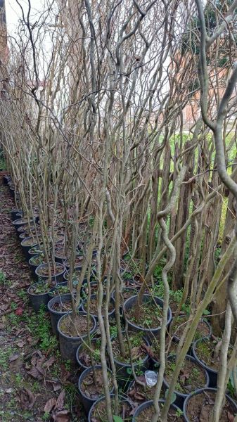 Salix Matsudana 'Tortuosa' Helezon Söğüt Fidanı 200-220 cm