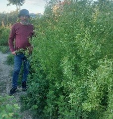 Salix Matsudana 'Tortuosa' Helezon Söğüt Fidanı 200-220 cm