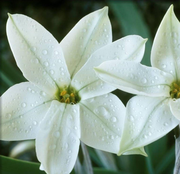 Alberto Castillo İpheion Bitkisi Saksılı