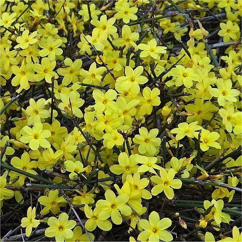 Sarı Yasemin  Fidanı,Jasminum Nudiflorum 100
