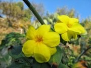Sarı Yasemin  Fidanı,Jasminum Nudiflorum 100