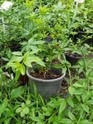 Sarı Yasemin  Fidanı,Jasminum Nudiflorum 100