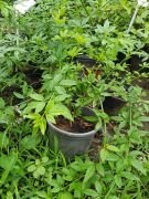 Sarı Yasemin  Fidanı,Jasminum Nudiflorum 100