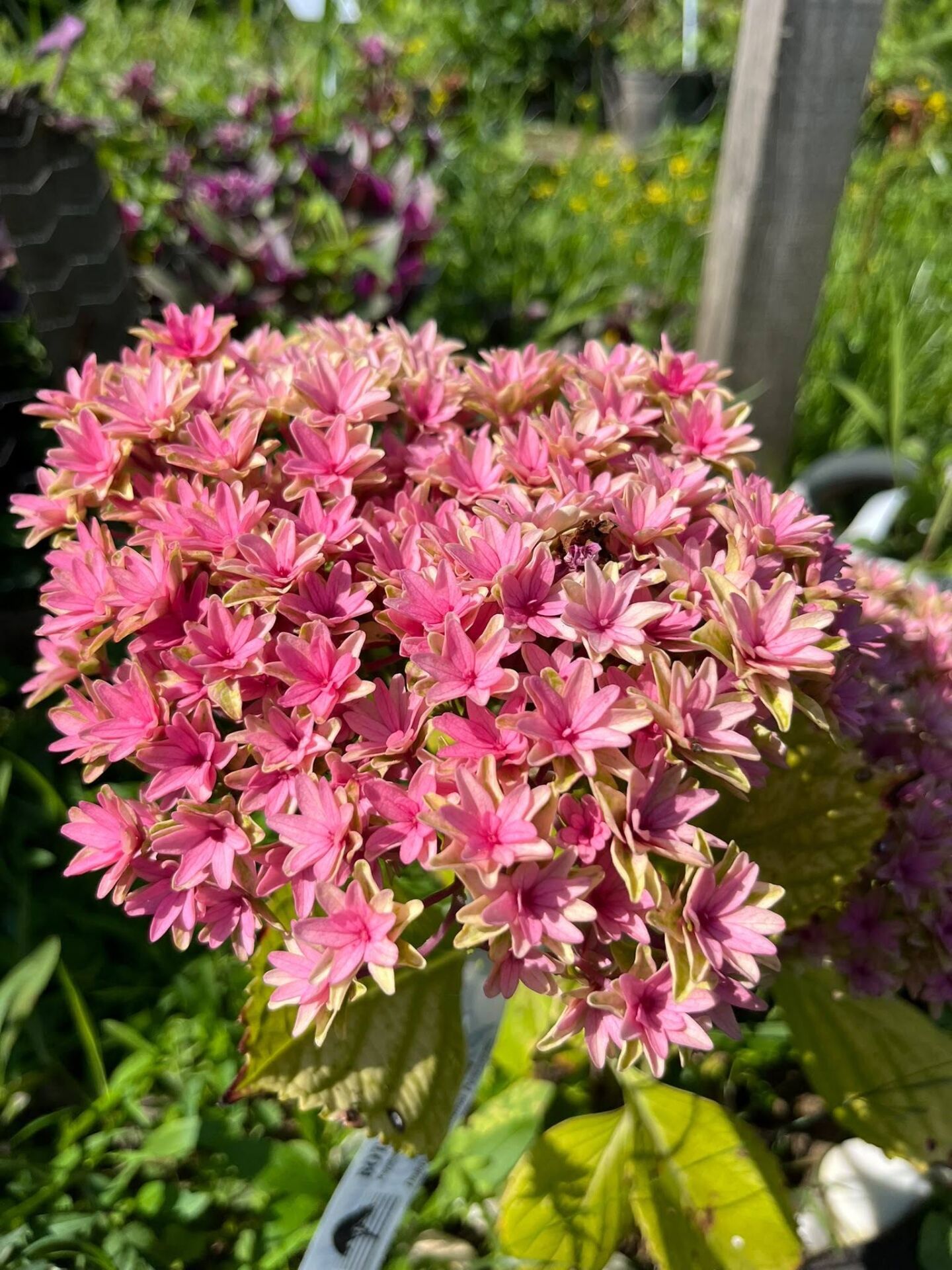 Hydrangea Macrophylla Princess Diana Ortanca 0-20 cm