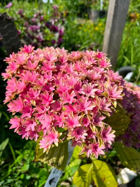 Hydrangea Macrophylla Princess Diana Ortanca 0-20 cm