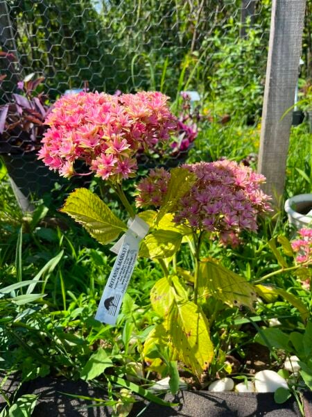 Hydrangea Macrophylla Princess Diana Ortanca 0-20 cm
