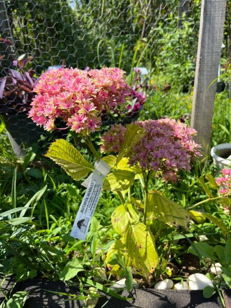 Hydrangea Macrophylla Princess Diana Ortanca 0-20 cm