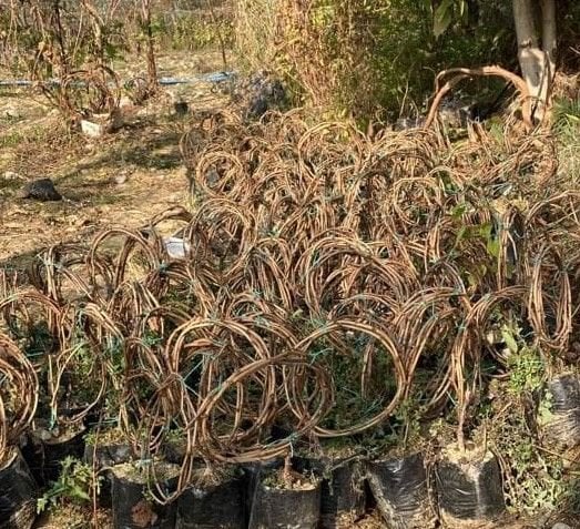 Sultani̇ Çeki̇rdeksi̇z  Üzüm Fidanı 300 cm