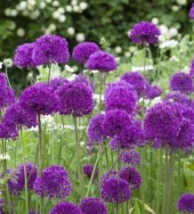 Purple Sensations Allium Saksı içinde 1 Adet Canlı Soğan