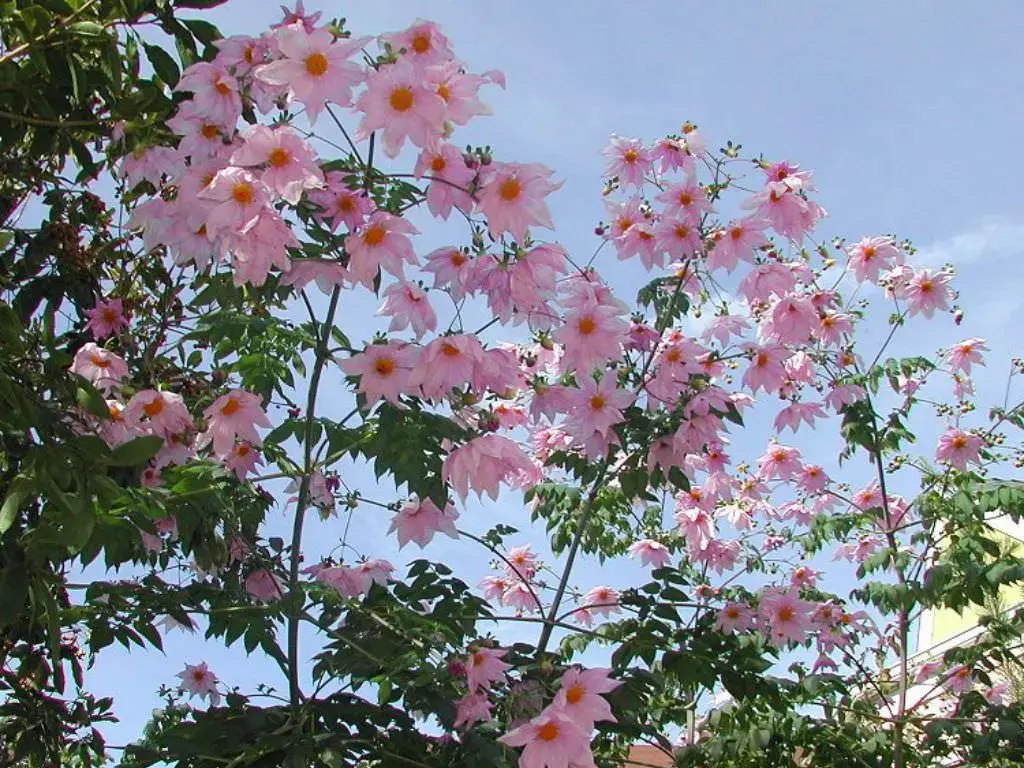 Dahlia imperialis (Dev ağaç dahlia) 30 cm Türkiyede ilk ve Tek