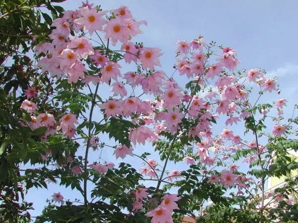 Dahlia imperialis (Dev ağaç dahlia) 30 cm Türkiyede ilk ve Tek