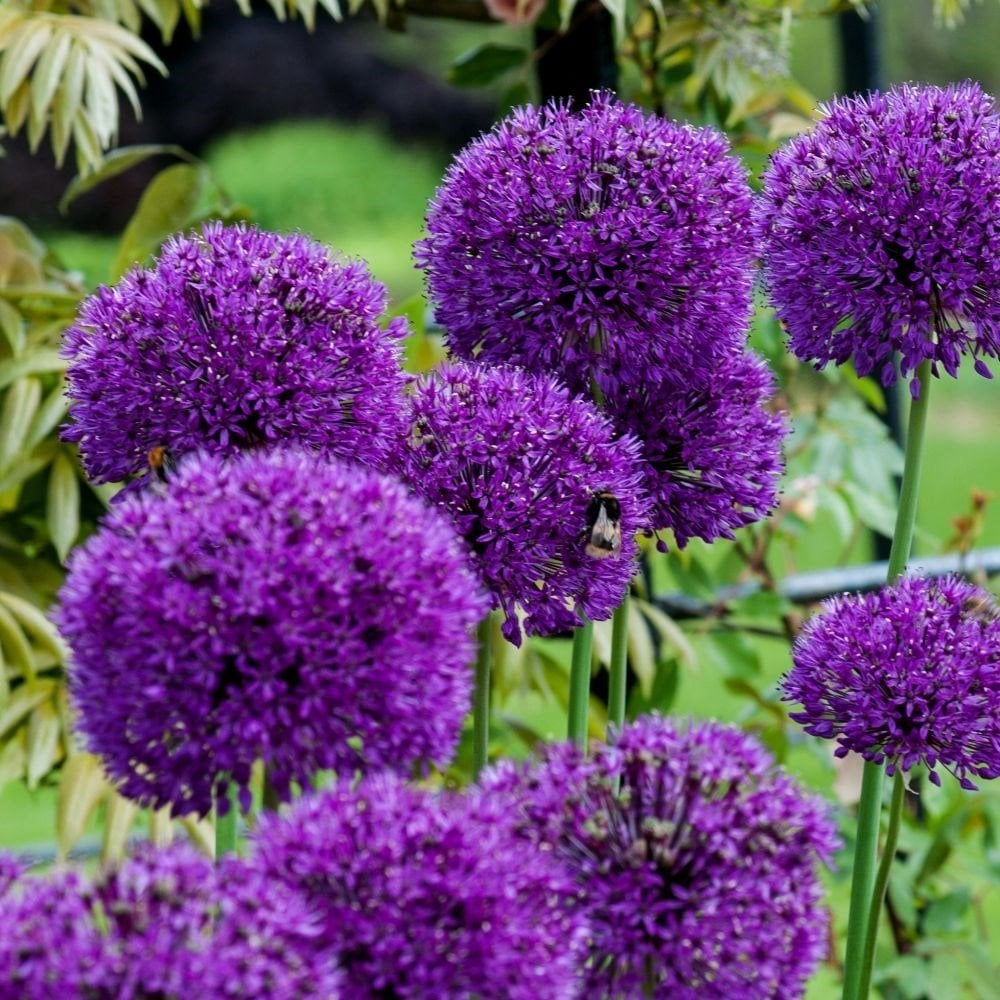 Purple Sensations Allium Saksı içinde 1 Adet Canlı Soğan