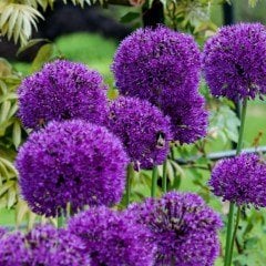 Purple Sensations Allium Saksı içinde 1 Adet Canlı Soğan