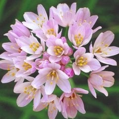 Allium Roseum Bitkisi Saksılı