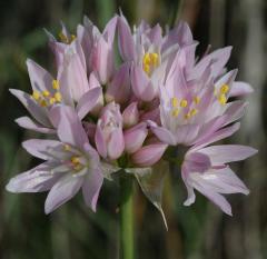 Allium Roseum Bitkisi Saksılı