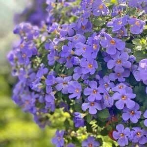 Sarkan Mavi Bacopa Çiçeği İthal Sutera Diffusus Giga Blue 0-15 cm