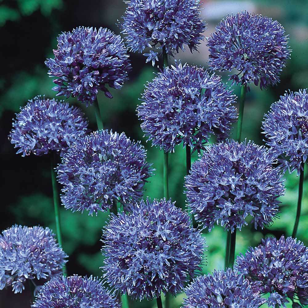 Allium Azureum Caeruleum Bitkisi Saksılı