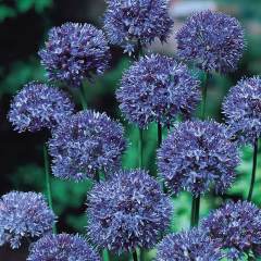 Allium Azureum Caeruleum Bitkisi Saksılı