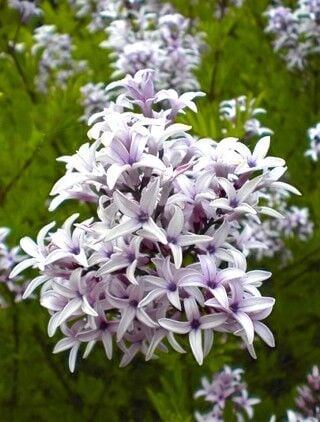 Syringa × Persica 'Lacınatap- Afgan-İran Leylağı 0-20 cm