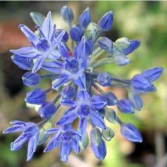Allium Azureum Caeruleum Bitkisi Saksılı