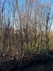 Kızılcık Fidanı 7 Yaş- Boy 200-250 cm