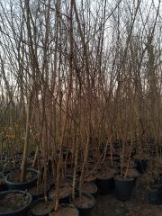 Kızılcık Fidanı 7 Yaş- Boy 200-250 cm